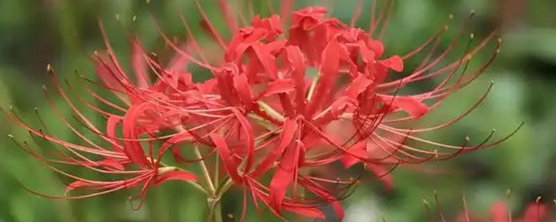 石蒜花有没有毒，全株有毒不可食用