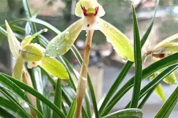 春兰的开花时间，一般在1-3月份开放