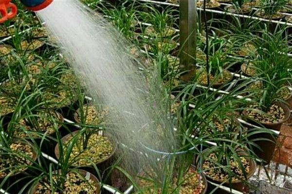 春兰的开花时间，一般在1-3月份开放