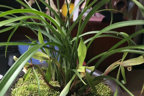春兰的开花时间，一般在1-3月份开放