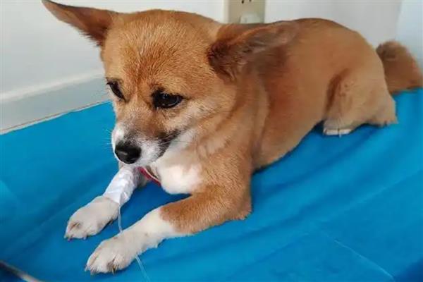 狗狗为什么呼吸困难，常见以下5个原因