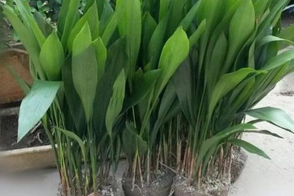 一叶兰会不会开花，自然花期为3-4月份