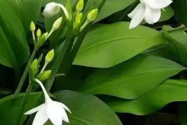 一叶兰会不会开花，自然花期为3-4月份