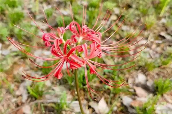石蒜花有没有毒，全株有毒不可食用