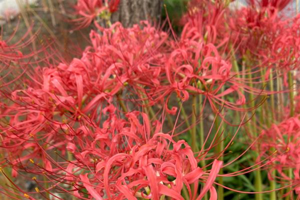 石蒜花有没有毒，全株有毒不可食用