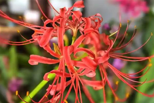 石蒜花有没有毒，全株有毒不可食用