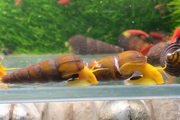 橙兔螺的繁殖条件，要求环境稳定、食物和水温等方面满足要求
