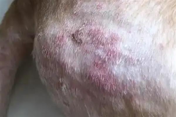 狗狗皮肤病的类型，主要分为真菌性、螨虫性、细菌性这三种
