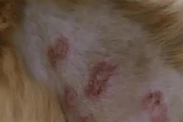 狗狗皮肤病的类型，主要分为真菌性、螨虫性、细菌性这三种