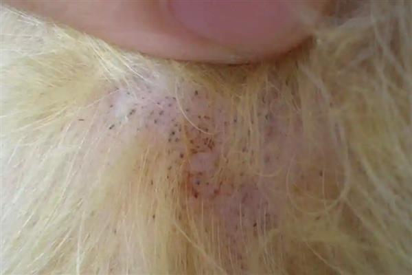 狗狗皮肤病的类型，主要分为真菌性、螨虫性、细菌性这三种