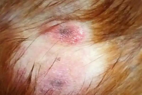 狗狗皮肤病的类型，主要分为真菌性、螨虫性、细菌性这三种