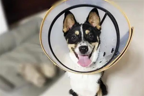 狗狗皮肤病的类型，主要分为真菌性、螨虫性、细菌性这三种