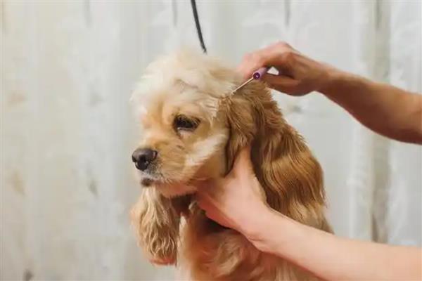 狗狗皮肤病的类型，主要分为真菌性、螨虫性、细菌性这三种