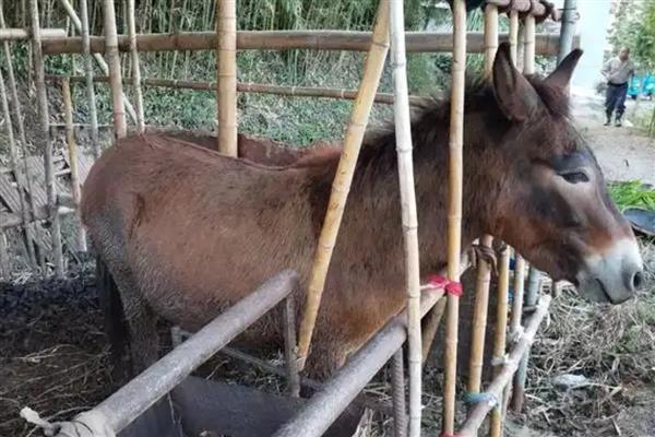 骡子分公母吗，骡子有公母之分