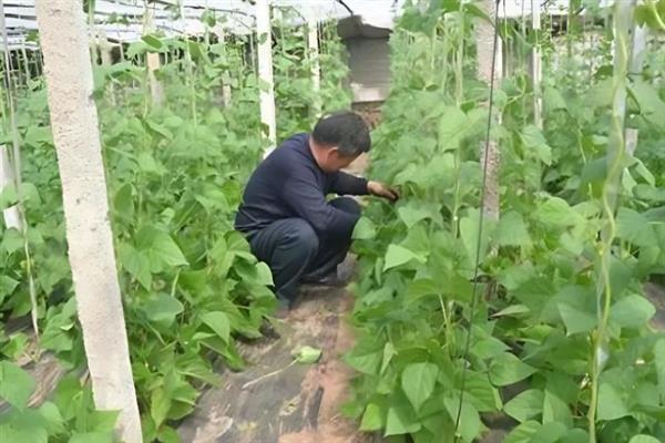 豆角的整枝打尖方法，长到1米左右时剪除多余的枝条