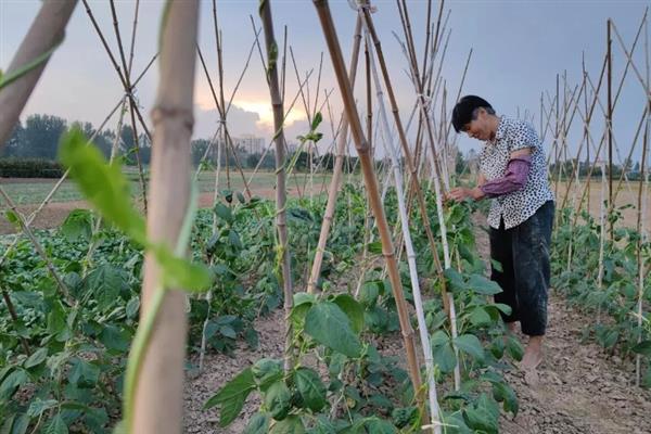 豆角的整枝打尖方法，长到1米左右时剪除多余的枝条