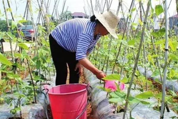 豆角的整枝打尖方法，长到1米左右时剪除多余的枝条