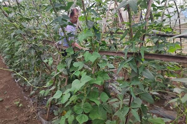 豆角的整枝打尖方法，长到1米左右时剪除多余的枝条