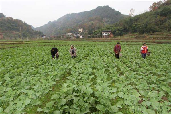 油菜的种植株行距，通常为16×16厘米