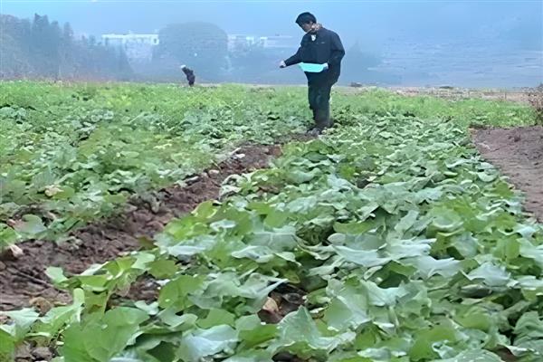 油菜的种植株行距，通常为16×16厘米