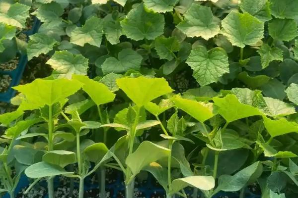 黄瓜的亩产量，春季种植一般能达到3-5千斤
