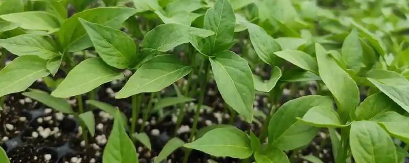红椒苗的价格，一株需要0.2-0.8元左右