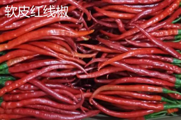 红椒苗的价格，一株需要0.2-0.8元左右
