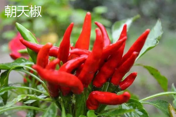 红椒苗的价格，一株需要0.2-0.8元左右
