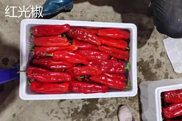 红椒苗的价格，一株需要0.2-0.8元左右
