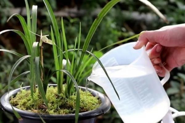兰花什么时候浇水,夏季在早晨和傍晚浇水合适
