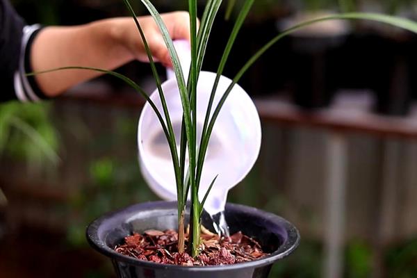 兰花什么时候浇水,夏季在早晨和傍晚浇水合适