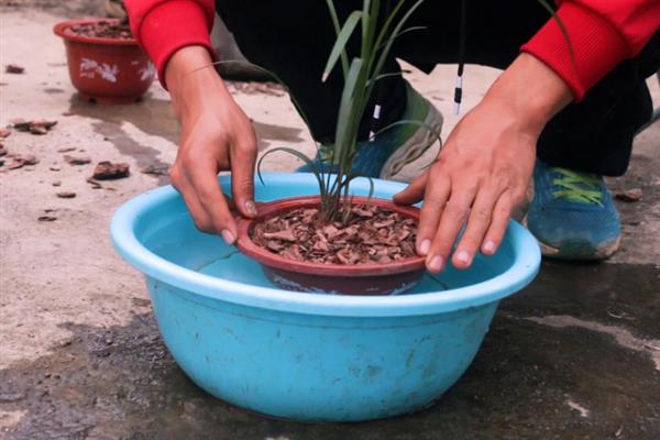 兰花什么时候浇水,夏季在早晨和傍晚浇水合适