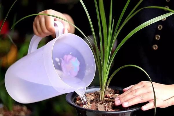 兰花什么时候浇水,夏季在早晨和傍晚浇水合适