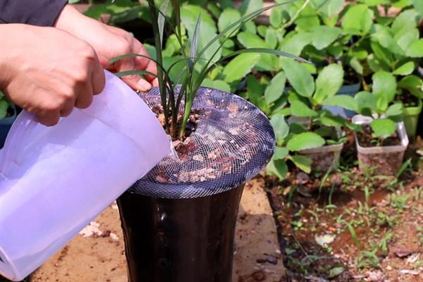 兰花什么时候浇水,夏季在早晨和傍晚浇水合适
