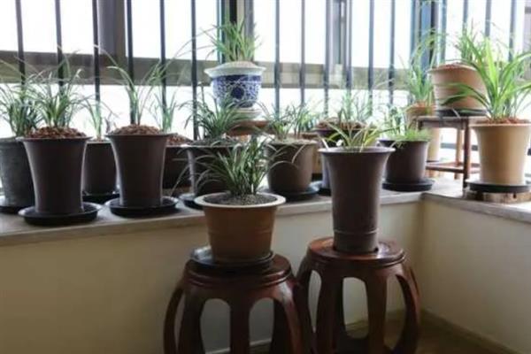 兰花什么时候浇水,夏季在早晨和傍晚浇水合适