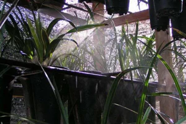 兰花什么时候浇水,夏季在早晨和傍晚浇水合适