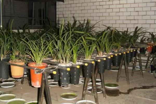 兰花什么时候浇水,夏季在早晨和傍晚浇水合适