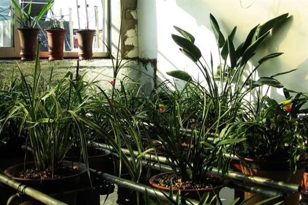 兰花什么时候浇水,夏季在早晨和傍晚浇水合适