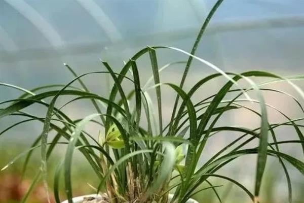 兰花什么时候浇水,夏季在早晨和傍晚浇水合适