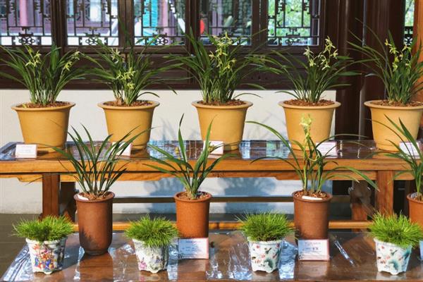 兰花什么时候浇水,夏季在早晨和傍晚浇水合适