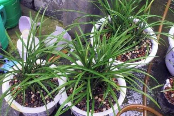 兰花什么时候浇水,夏季在早晨和傍晚浇水合适