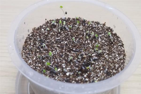 薄荷种子几天可以发芽，7-15天可以发芽
