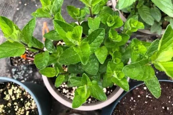 薄荷种子几天可以发芽，7-15天可以发芽