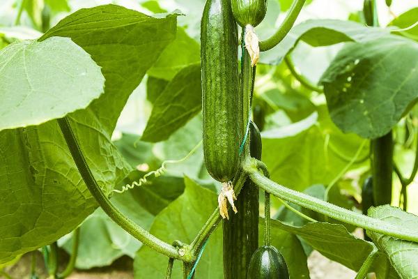 黄瓜的亩产量，春季种植一般能达到3-5千斤