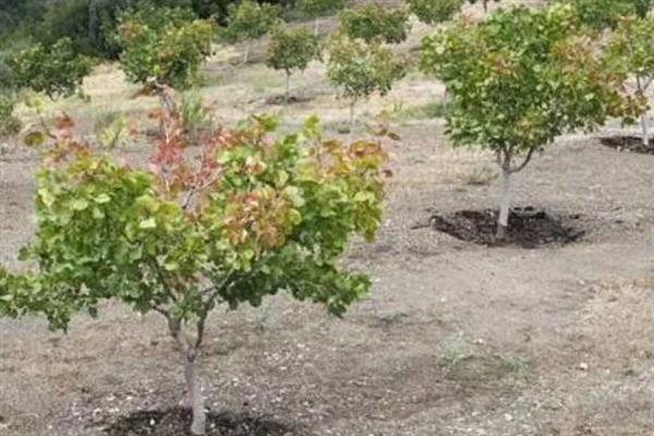 开心果价格贵的原因，是受到生长周期、种植范围等因素的影响