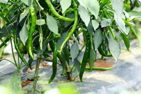 杭椒与线椒有什么区别，外观、口感、食用方法均不同
