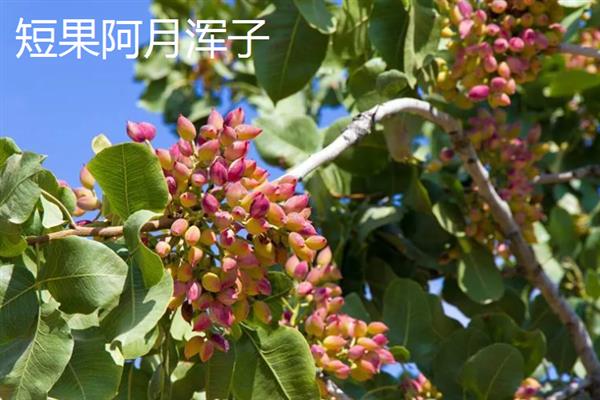开心果价格贵的原因，是受到生长周期、种植范围等因素的影响