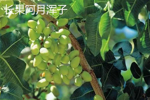 开心果价格贵的原因，是受到生长周期、种植范围等因素的影响