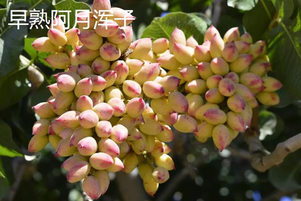 开心果价格贵的原因，是受到生长周期、种植范围等因素的影响
