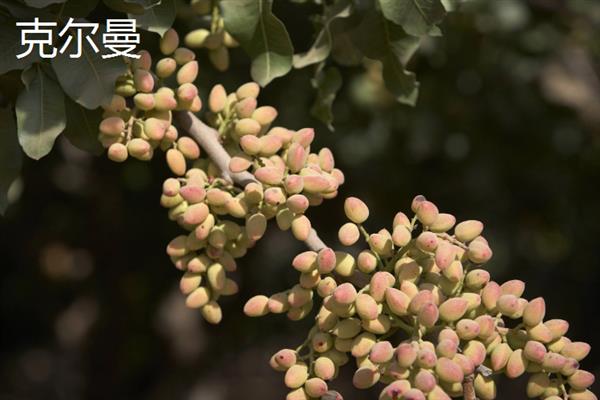 开心果价格贵的原因，是受到生长周期、种植范围等因素的影响